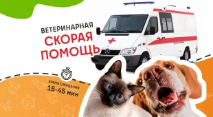 Ветеринарная служба ВетСкорая24 на улице Тевосяна фотография 2