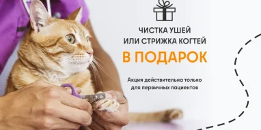 Ветеринарная служба ВетСкорая24 на улице Тевосяна фотография 5